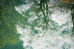 異世界の桜