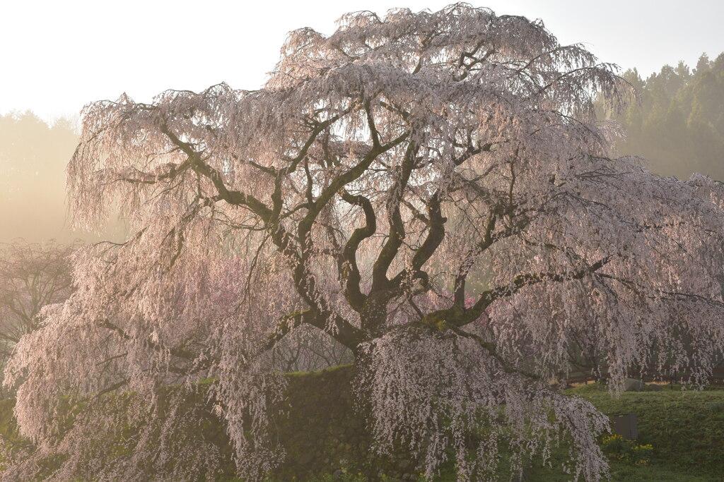 朝霧と老桜
