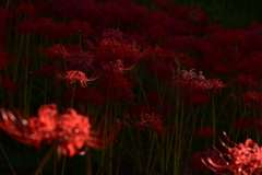 緋色の花