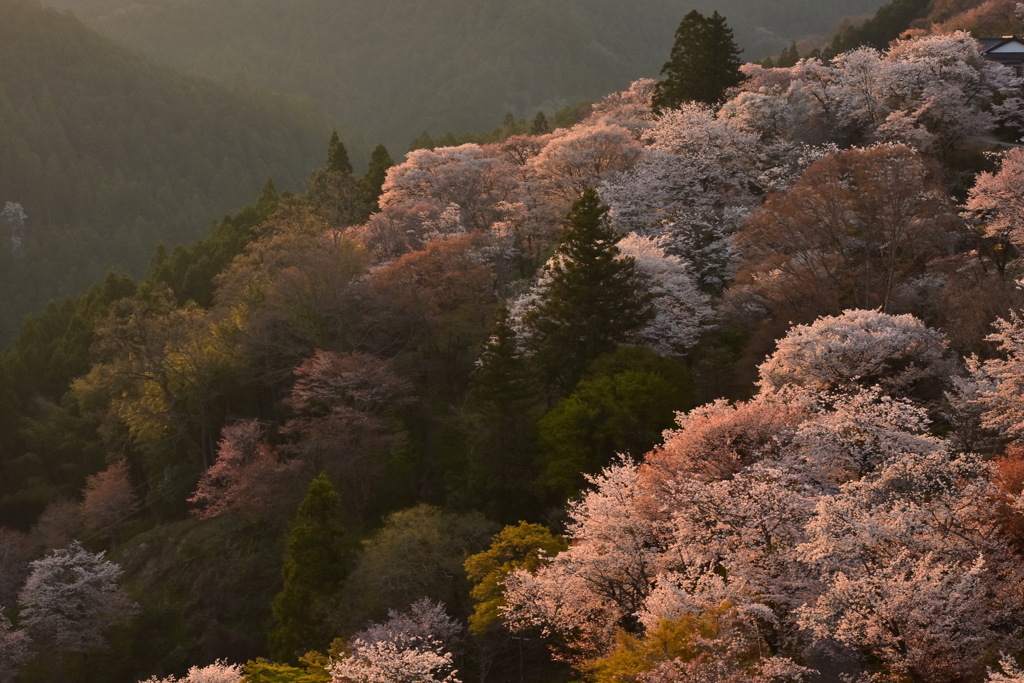 晴天の朝、陽光に輝く