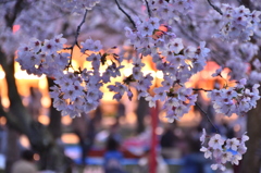 さくら祭り