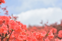 山頂の山ツツジ