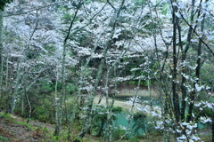 In the rainy forest