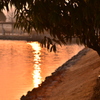 朝の公園