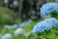 遅咲きの紫陽花