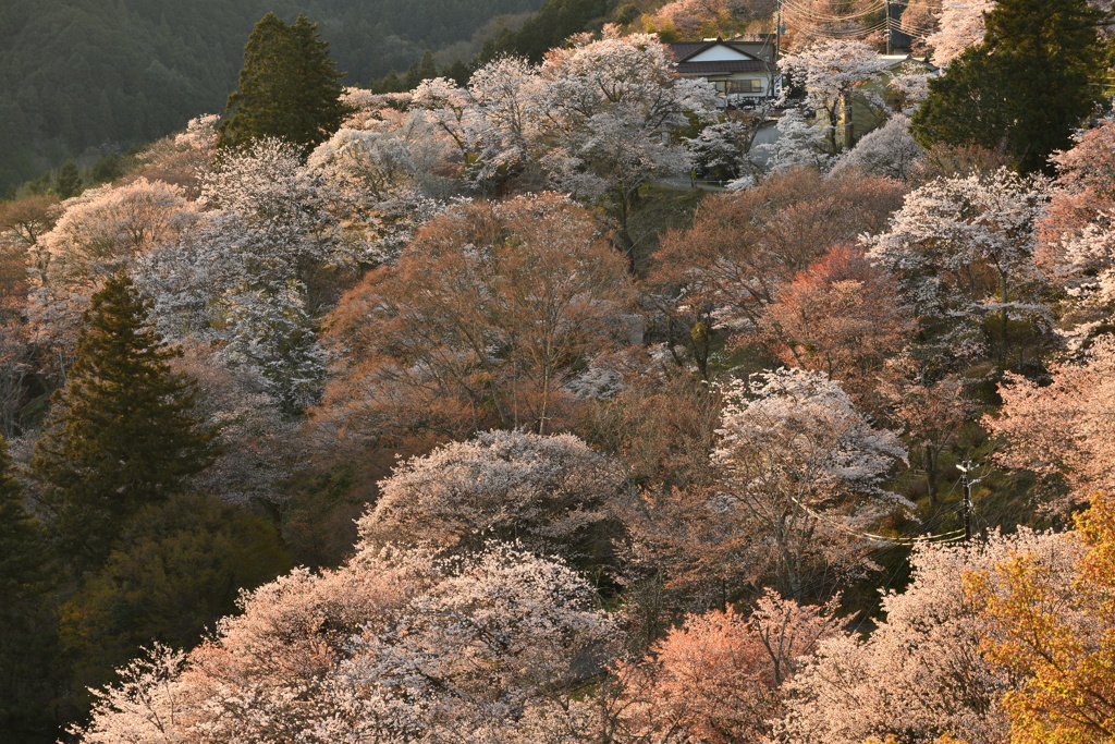 桜に魅せられて