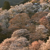 桜に魅せられて