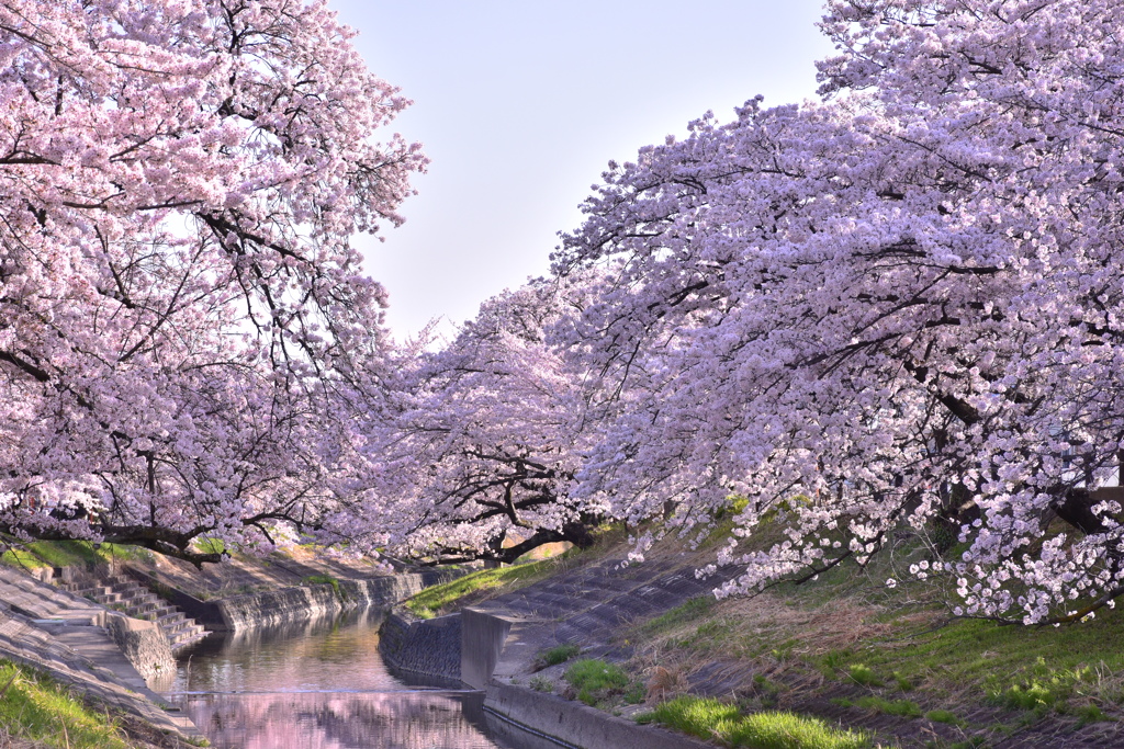 桜が咲く街