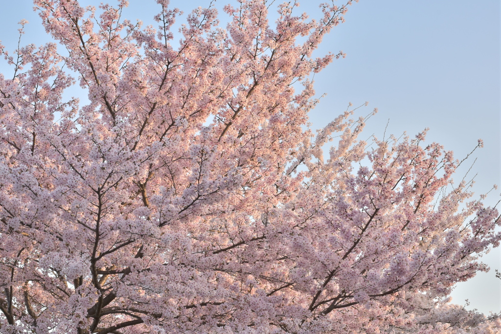 春の風景