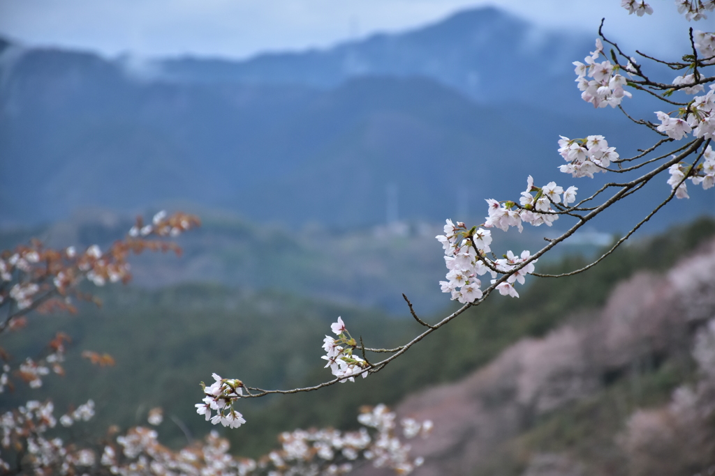 桜の里 吉野