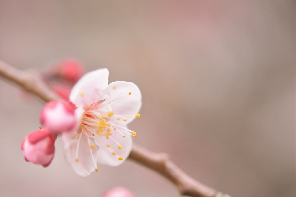 春告花