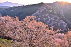 光線と桜の共演