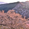 光線と桜の共演