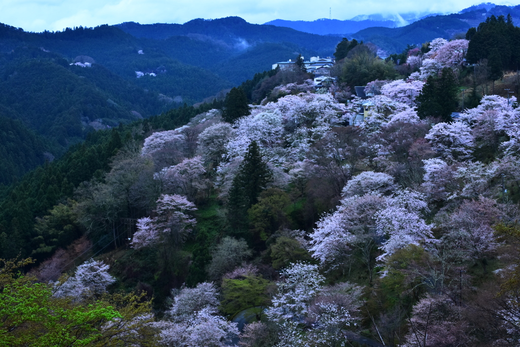 朝の静寂  下千本