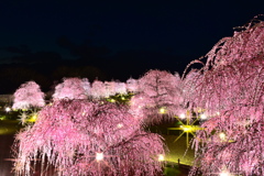 輝く庭園