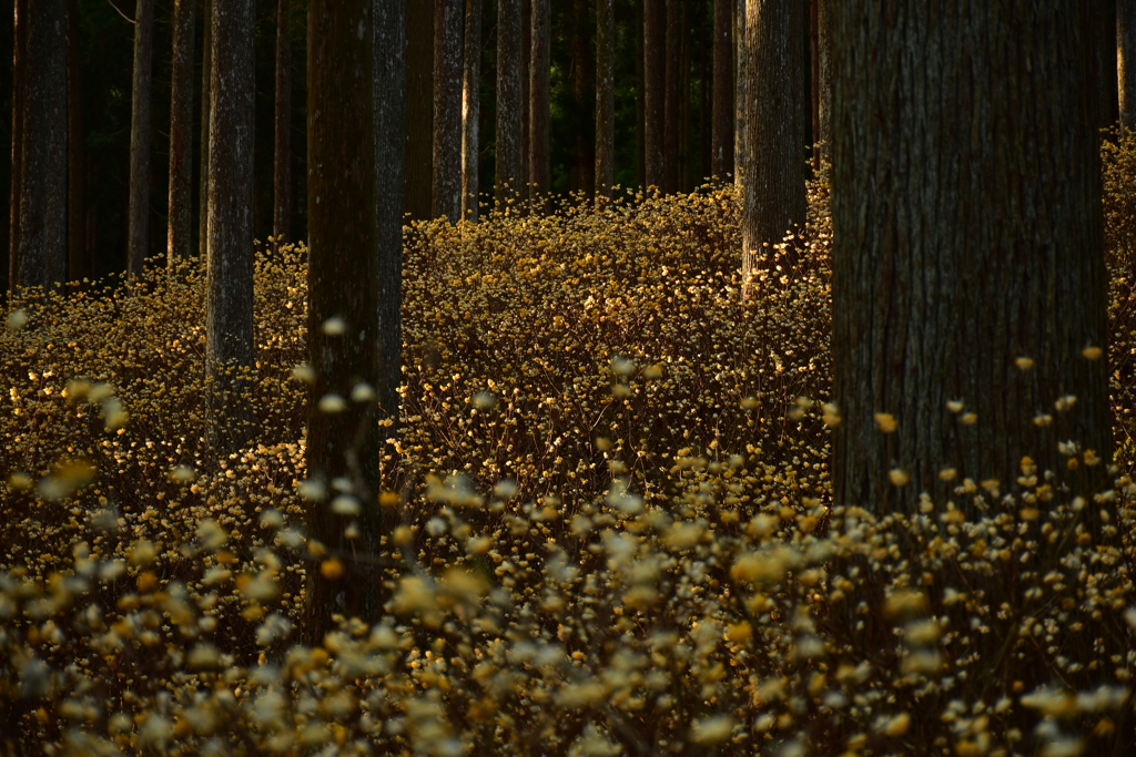 光の森