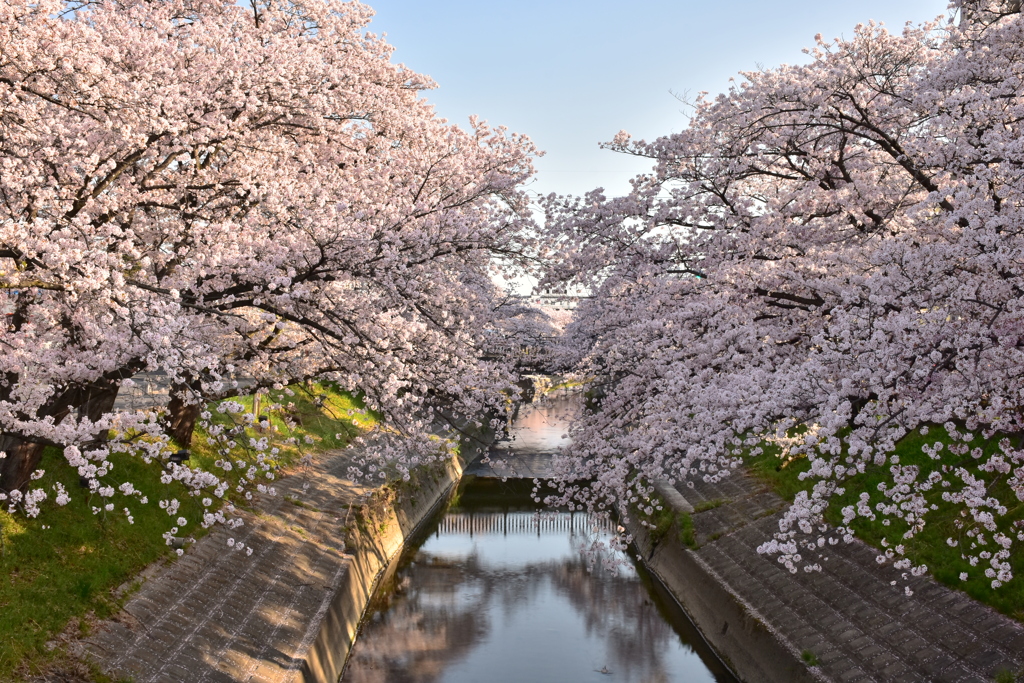 来年はきっと