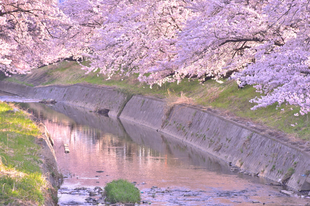 桜color
