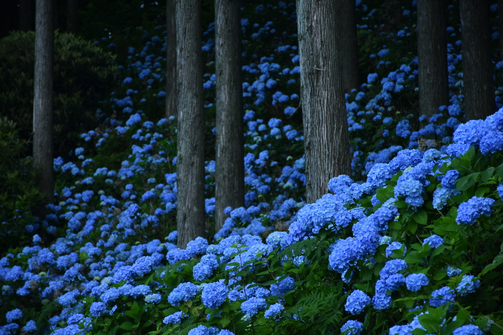 遅咲きの紫陽花