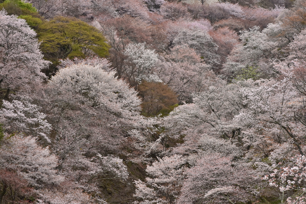 滝桜