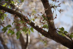 桜終盤 MACRO-ELMARIT-R 60mm F2.8 