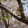 桜終盤 MACRO-ELMARIT-R 60mm F2.8 