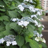 梅雨間近