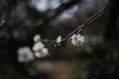 春の訪れ Angenieux 50mm f1.5 (Exakta)