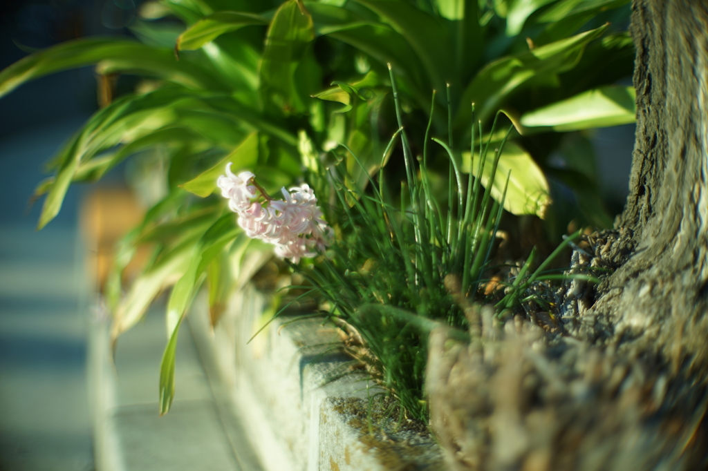  Canon 50mm f0.95 (M改)