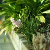  Canon 50mm f0.95 (M改)