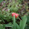 春の出会い Kern Switar 50mm f1.8 (Alpa)