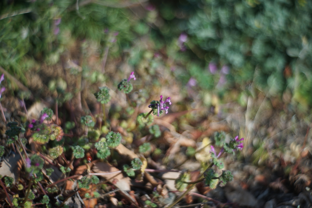 Primoplan 58/1.9 (Exakta)