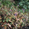 Primoplan 58/1.9 (Exakta)