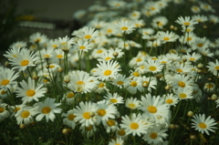 Boyer Saphir 50/2.8 
