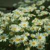 Boyer Saphir 50/2.8 