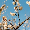 ume