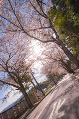 桜咲く道