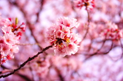 桜！