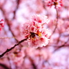 桜！