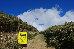 Izu trail