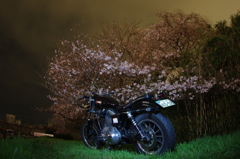 夜桜とハーレー