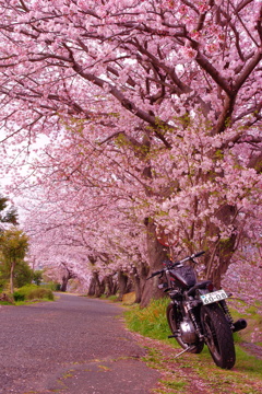 ハーレーと桜3