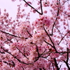桜散る前に！
