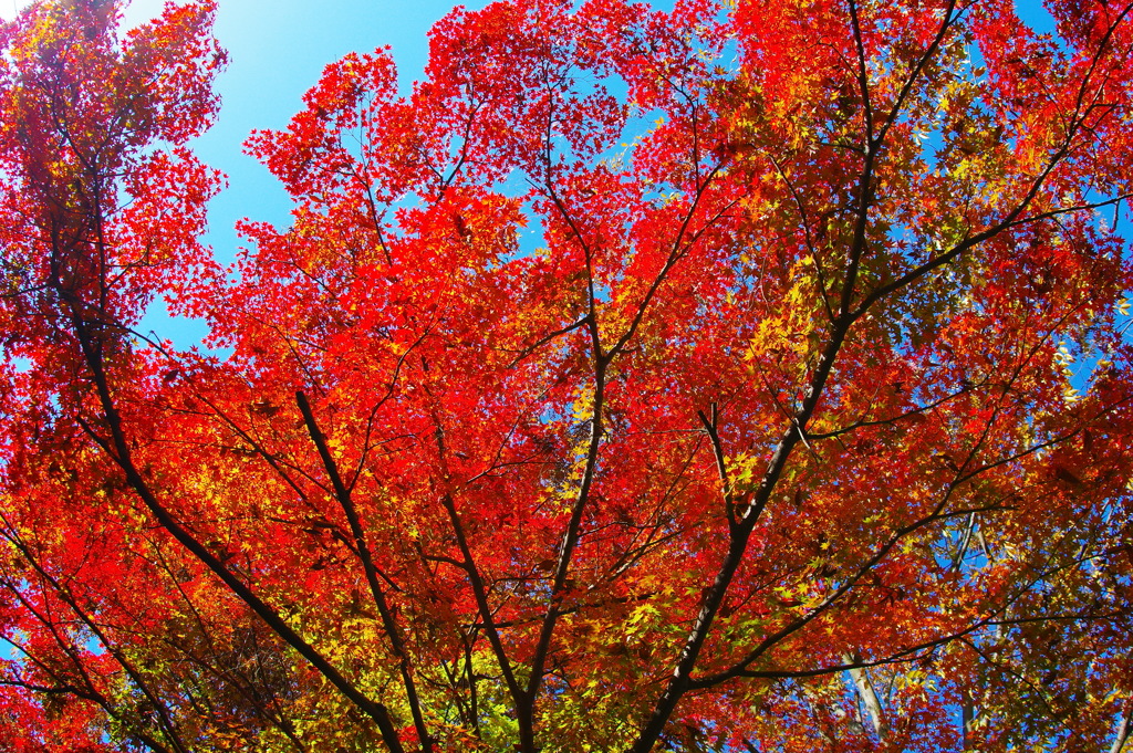 紅葉