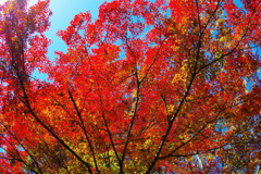 紅葉