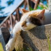 真鶴寝猫