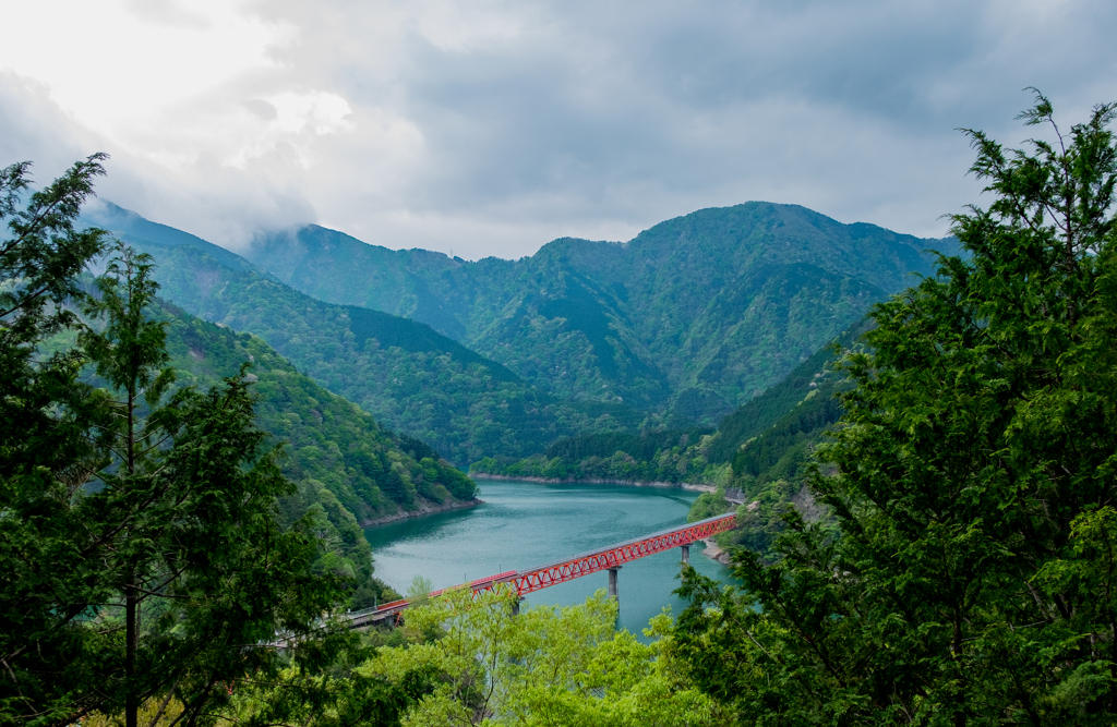 奥大井湖上の木木