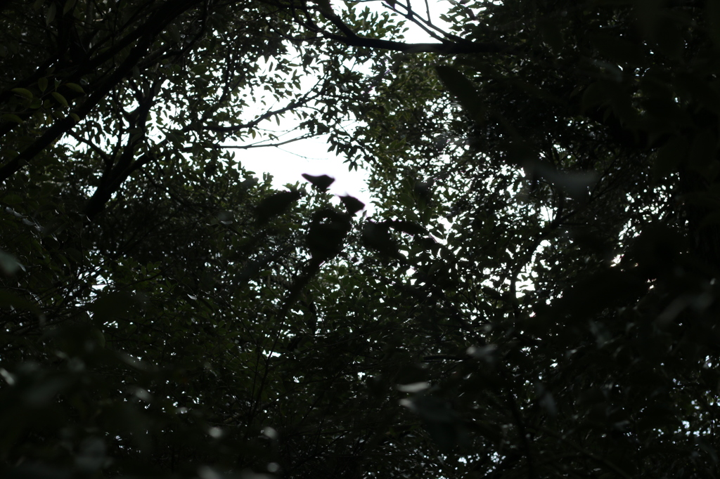 神木の木漏れ日