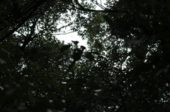 神木の木漏れ日