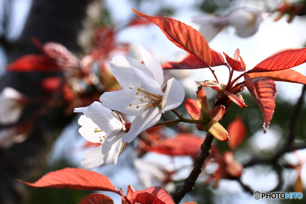 葉桜